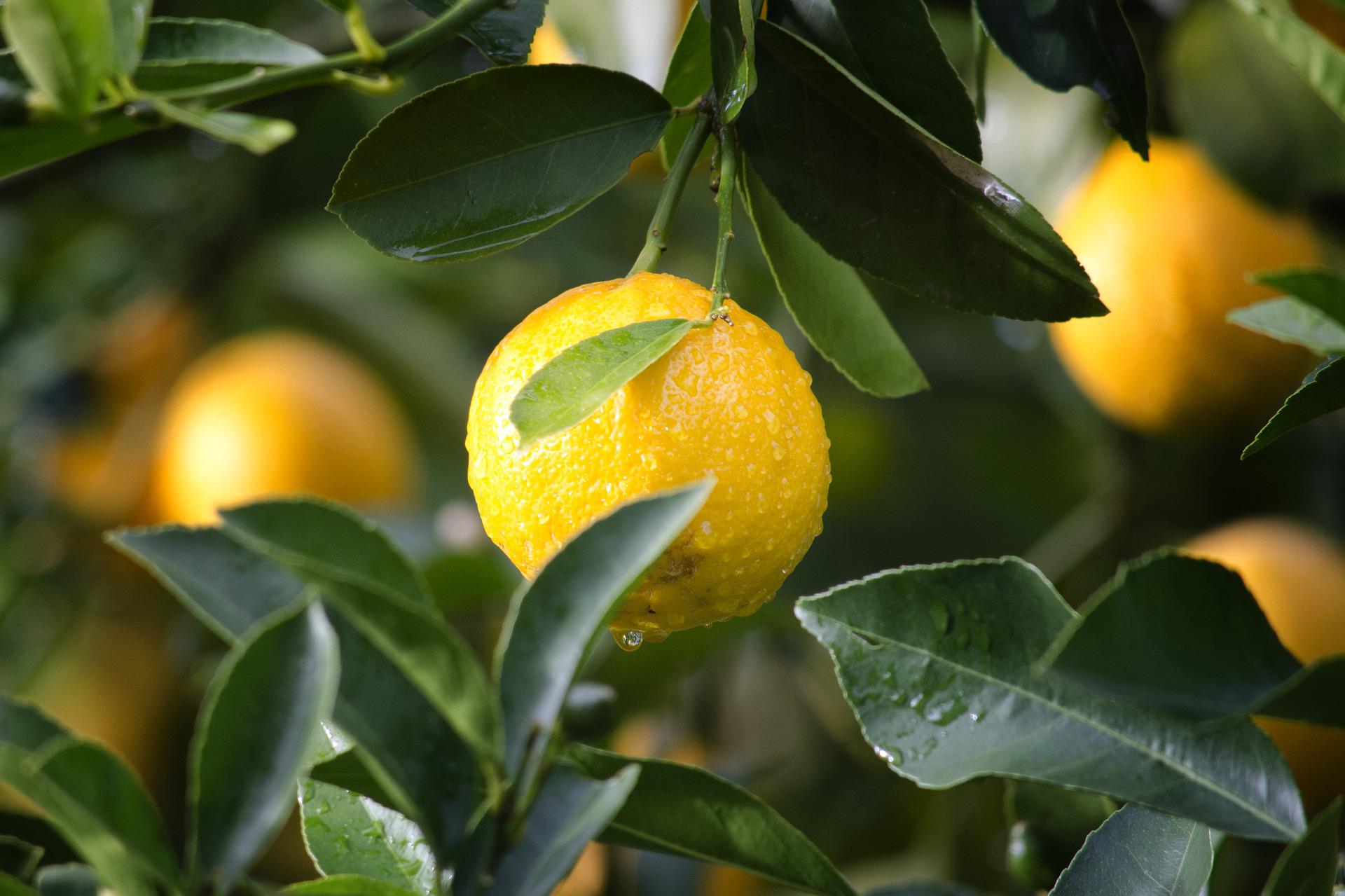 citron jaune sur l'arbre